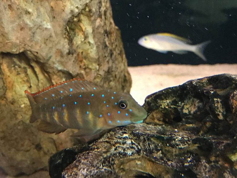 Eretmodus cyanostictus 'Moba'